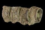 Fossil Fish (Ichthyodectes) Dorsal Vertebrae - Kansas #136480-1